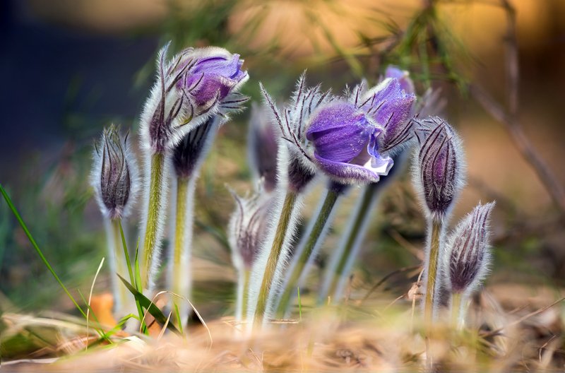весна, цветы, сон-, трава И как не восхититься прелестнецей Веснойphoto preview