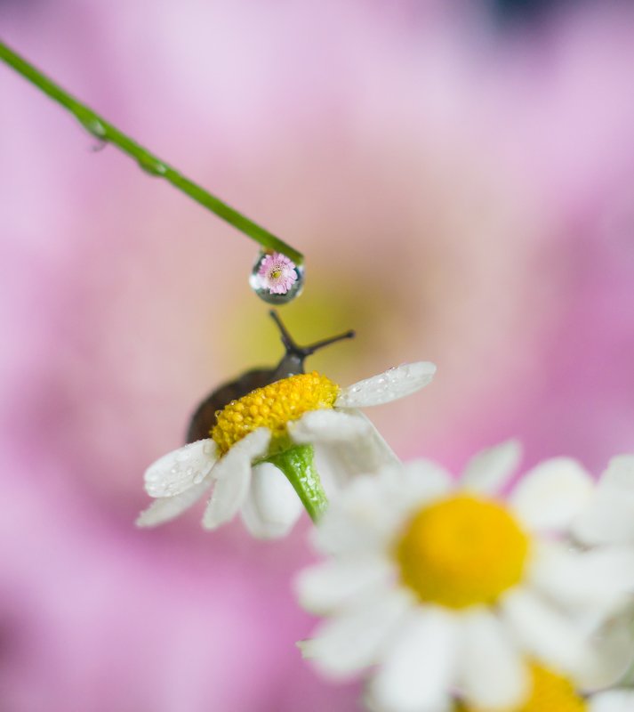 макро, улитки, природа, капля, вода, цветы, лето, весна, макро истории, красота, волшебство Утренние процедуры :)photo preview