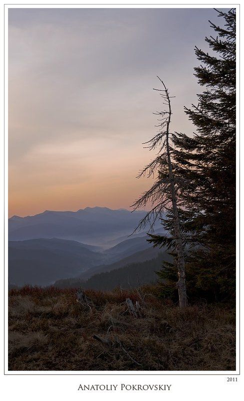 карпаты, горганы, весна, горы, ель, туман, рассвет, утро, анатолий покровский Холод ранней весенней зари в горахphoto preview