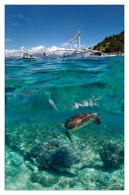 Погружение в Филиппныphoto preview