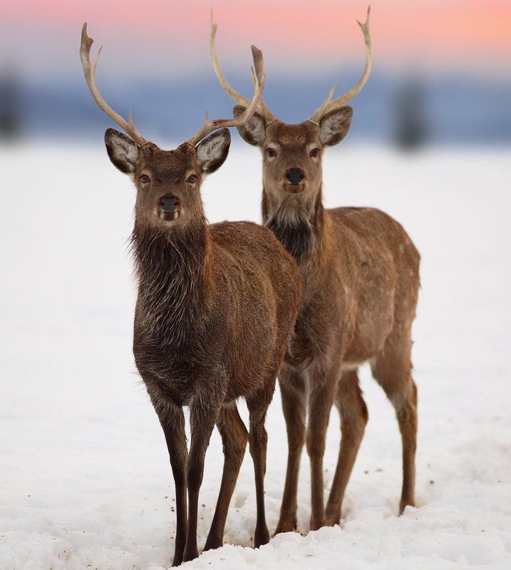 карпаты, олени Друзья..photo preview