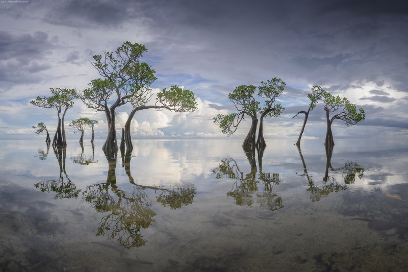 Sumba dancing trees