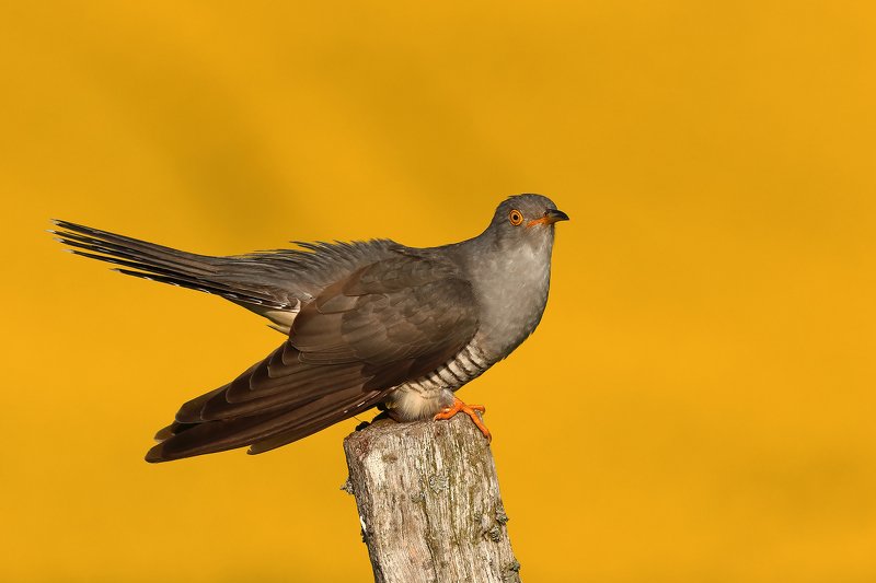 Common cuckoophoto preview