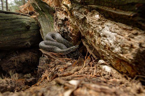 Не садись на пенёк...