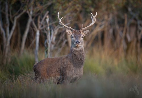 Red deer