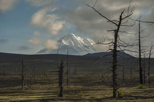 Толбачик
