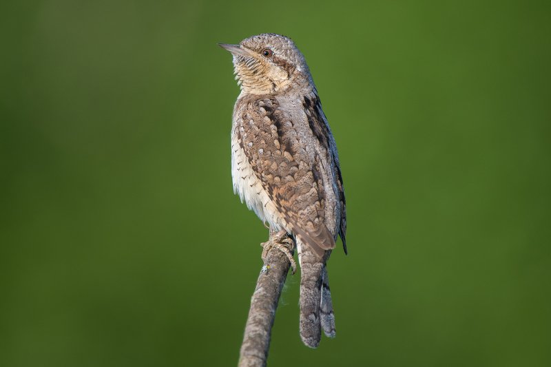 Вертишейкаphoto preview