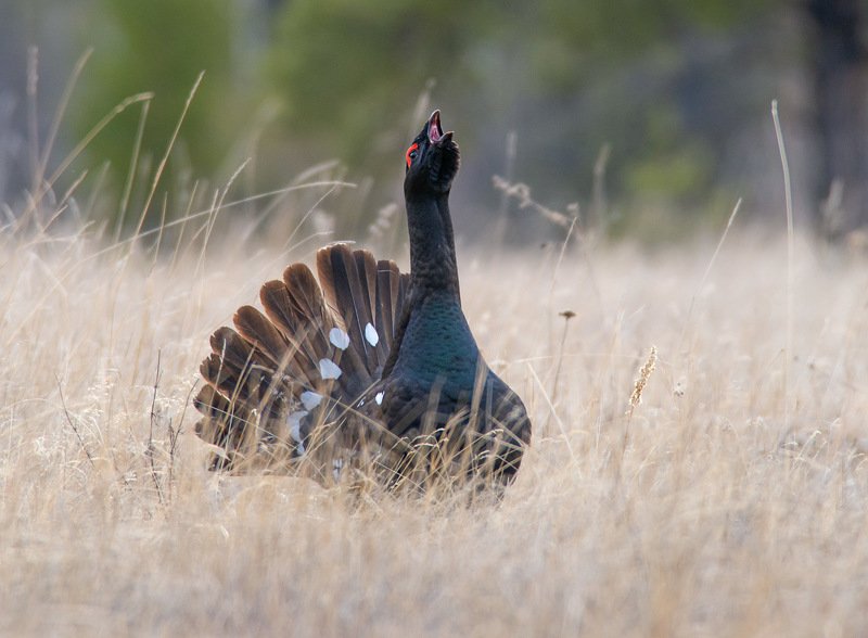 Каменный глухарьphoto preview