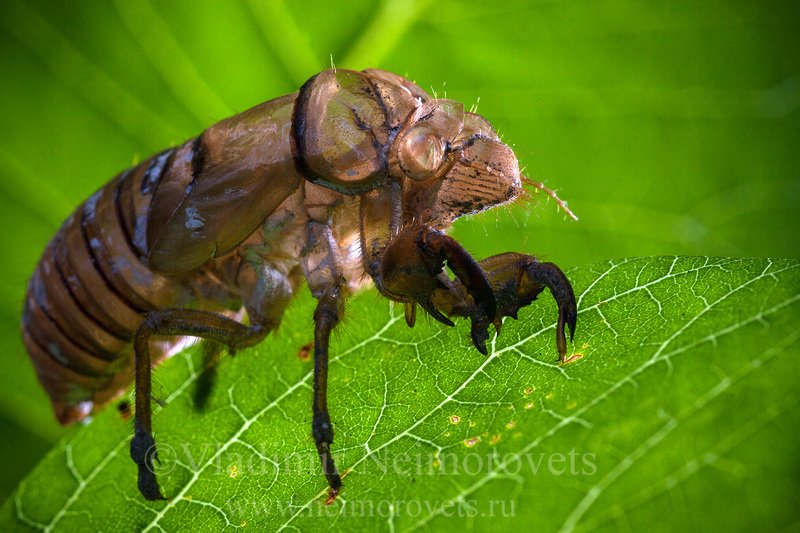Cicadidae, Cicadinae, Dzhankhot, Krasnodar Territory, Lyristes plebejus, Northwestern Caucasus, Russia, animal, animals,cicada, exuvia, frame, insect, insecta, insects, macro, nature, skin Дракон // Dragonphoto preview