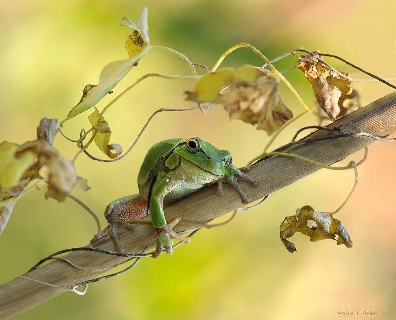 квакша Привет!photo preview
