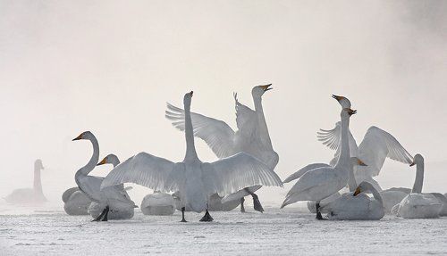 Танцы на грани весны