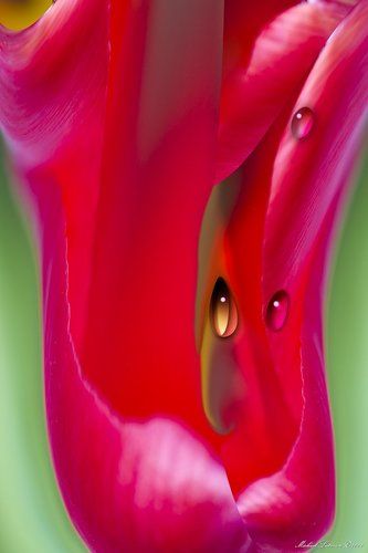 My passion's flower...