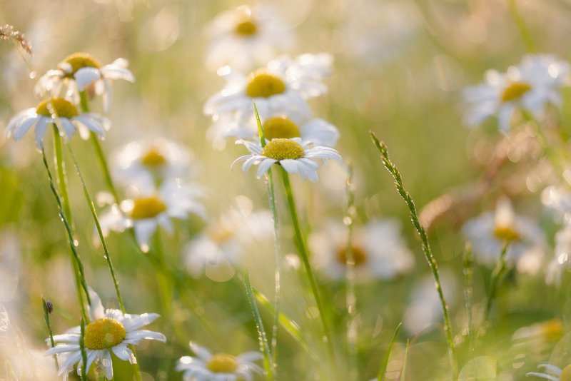 рассвет, утро, луг, ромашки Бежин лугphoto preview