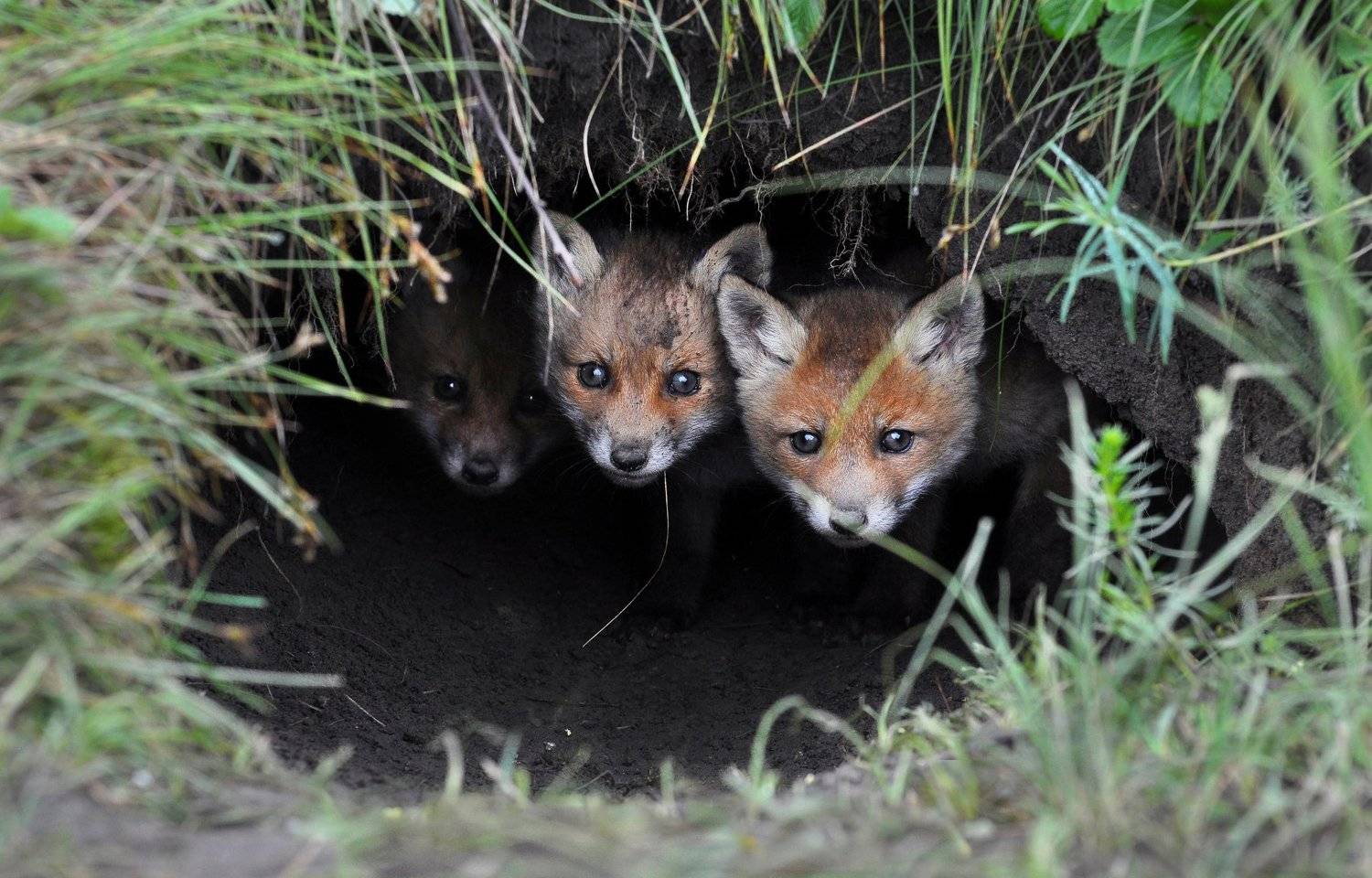 .... Автор: Макеев Алексей , Макеев Алексей