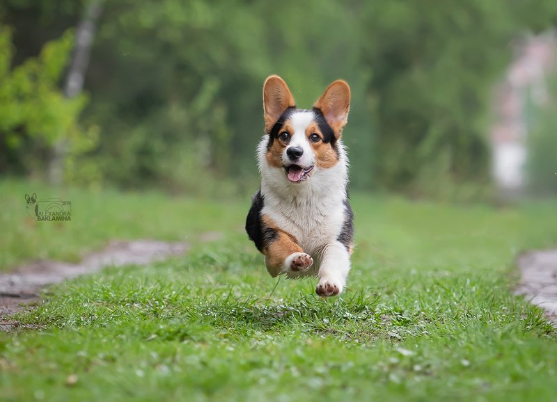 собака, корги, лето ***photo preview