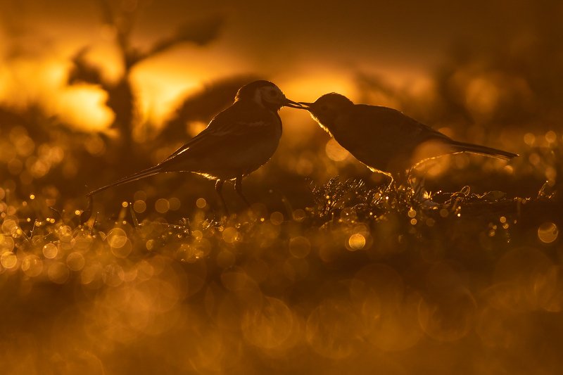 Feeding time!photo preview