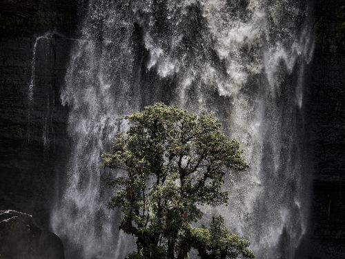 Arbol de vida 