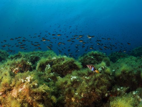 Mediterranean Reefscape