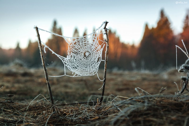 Парамоново, Дмитров Утренние заморозкиphoto preview