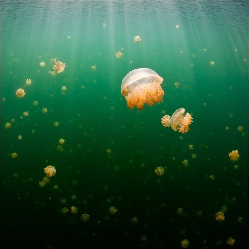 Палау Оранжевое утроphoto preview