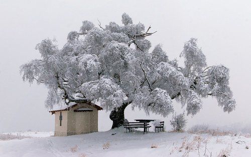 The Old Birch and Winter