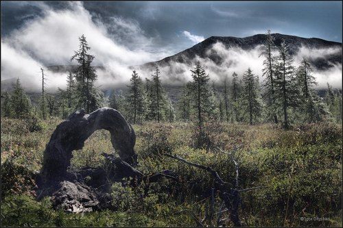 Таежный портал