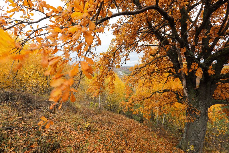 Осень на Хопреphoto preview