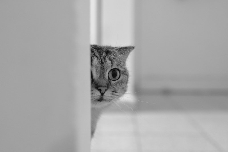 hide and seek whith a cat...photo preview