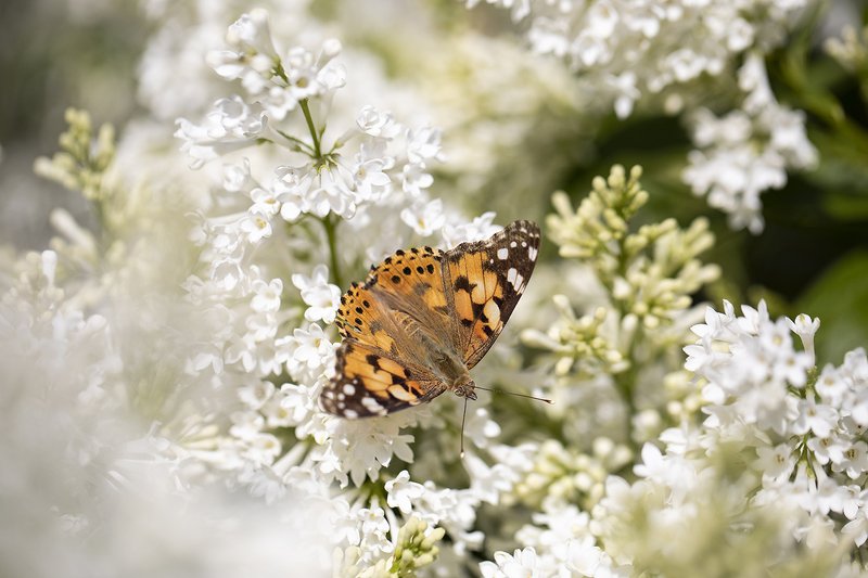 швеция Летоphoto preview