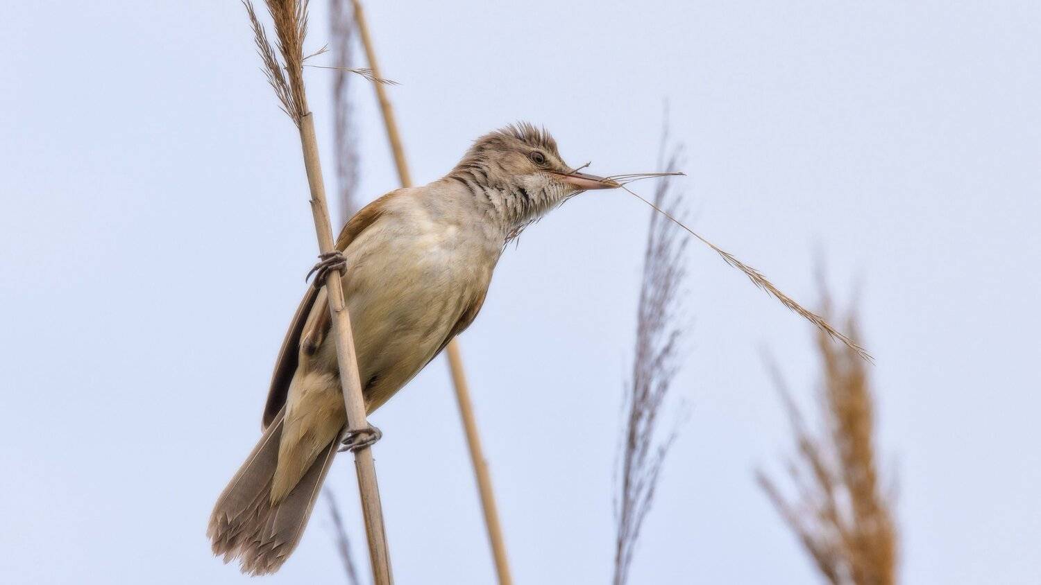 В своём доме работа всегда найдётся. Автор: Alexander Plekhanov , Alexander Plekhanov