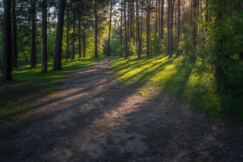 Утро в лесу
