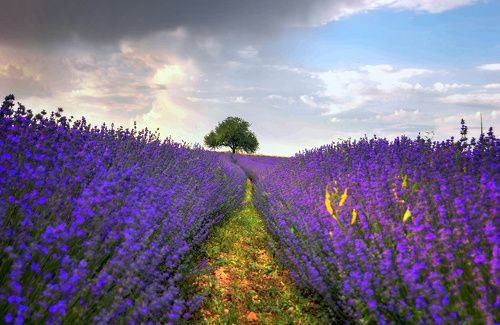 Levander dreams