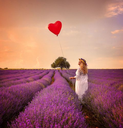  Lavender Love