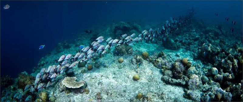 чего_то_дают КудаидёммысПитачкомphoto preview