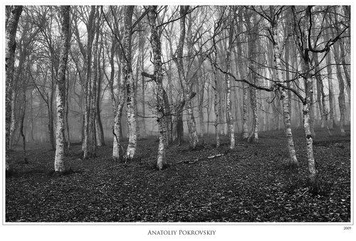 Зима ушла. В тумане таится весна. Прошлогодние листья лежат у древесных корней.