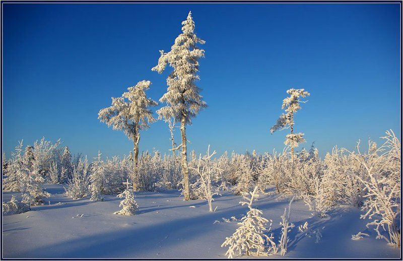 тайга, зима, мороз, якутия Безмолвиеphoto preview