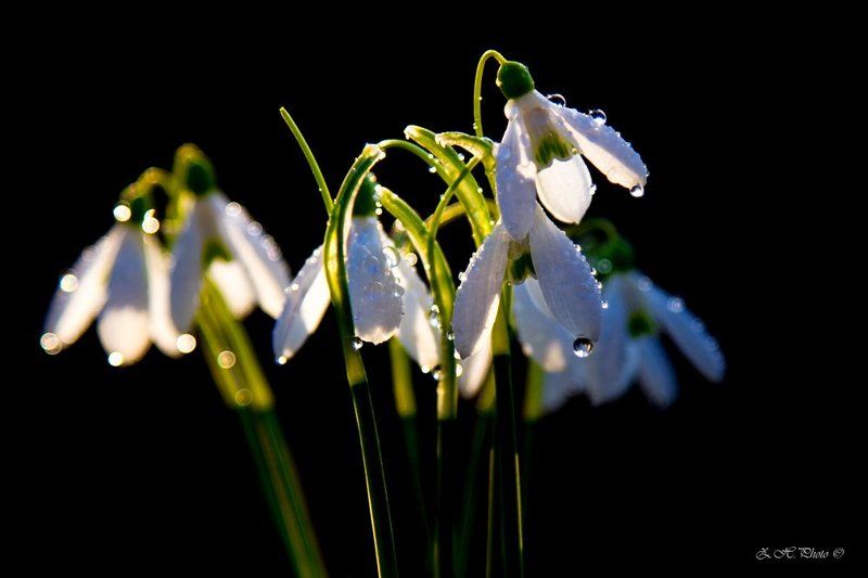 rain, drops, bokeh, snowbells For you!photo preview
