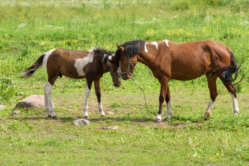 животные, лошади, кони, жеребёнок, лето Безусловная любовьphoto preview