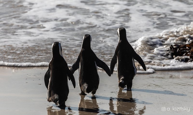 Penguin friendship)photo preview