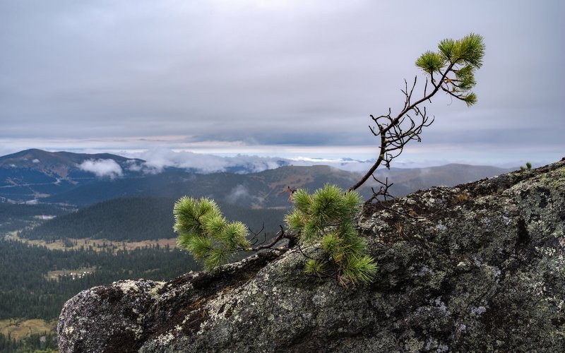 горы, сибирь, саяны, западный саян, ергаки, ник васильев, дерево, кедр, mountains, siberia, sayan, ergaki, tree, cedar, roots Кедр-скалолаз.photo preview