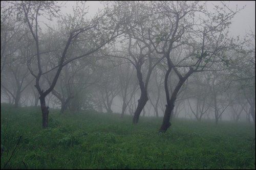 The heavy mist