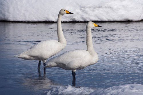 На реке Весна