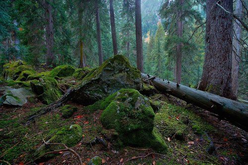 Deep Forest