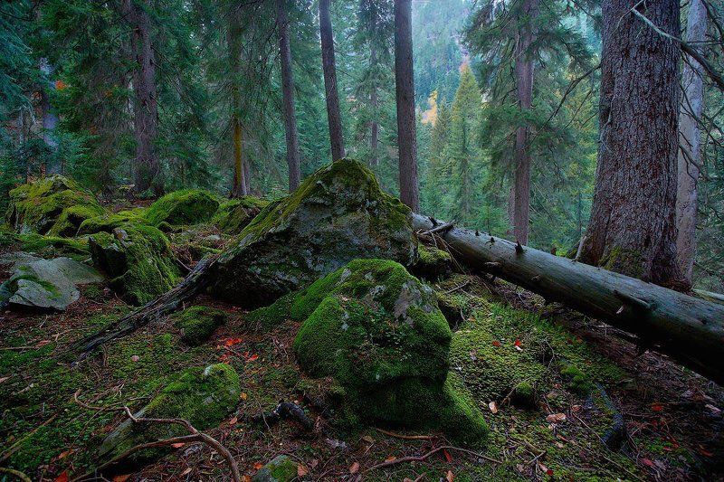 Deep Forest