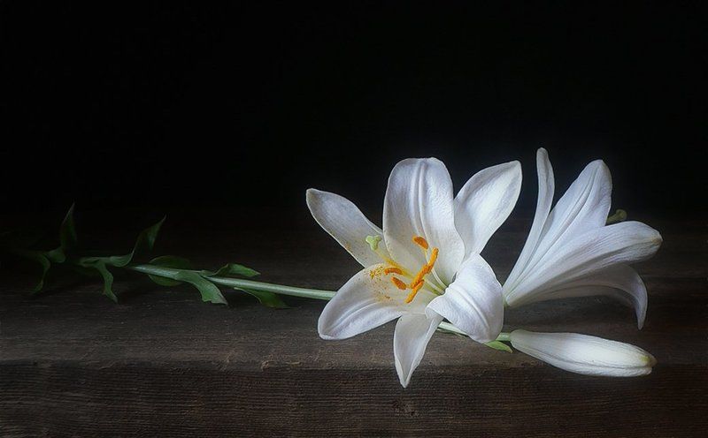 Этюд с лилиейphoto preview