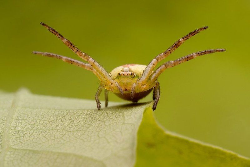 bojowo nastawiony!photo preview