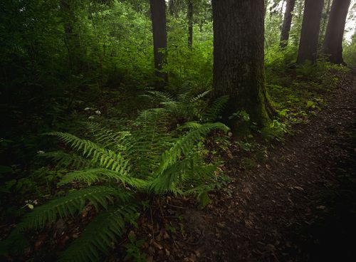 Vegetation