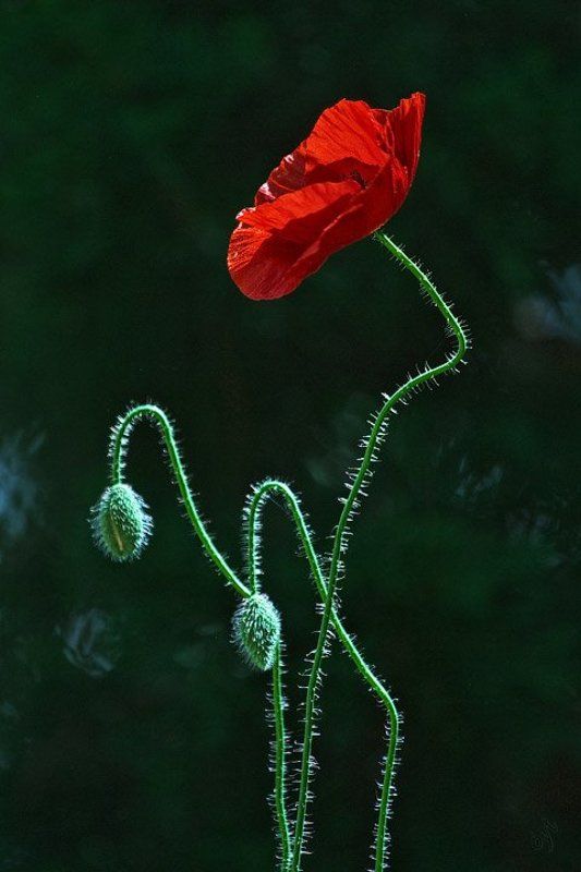 Утомленные солнцемphoto preview