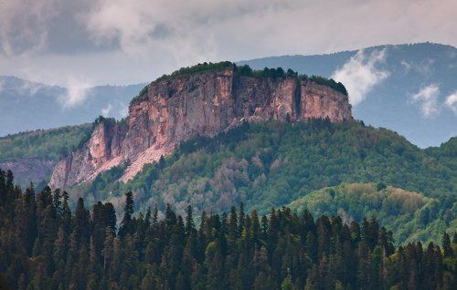 Среди волн лесного моря