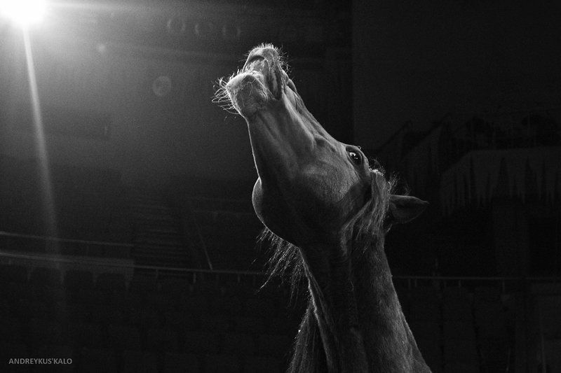 Все любят показать себя с наилучшей стороны :)photo preview